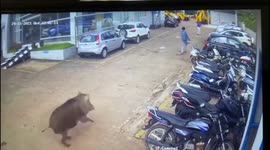 Car showroom worker survives terrifying attack from HUGE wild boar