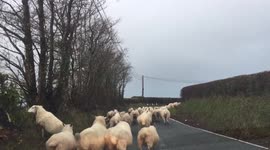 Wales is known for their sheep, on the road...