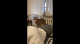 Needy Bengal cat bites owner's bum in hilarious act for attention