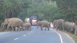 Herd of elephants stray across highway in northeastern India
