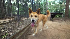 This Animal Looks Just Like a Dog... Can You Guess What it Is?
