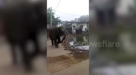 Elephant ensues chaos amid locals in eastern India