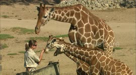Young orphaned giraffe calf makes new friend at San Diego Zoo