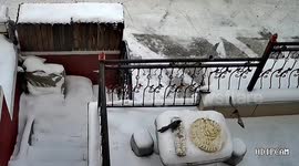 Flock of magpies steal dumplings that woman places outside to freeze in northern China