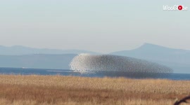 Awe-inspiring footage shows bird murmuration twisting and turning over Canada lake