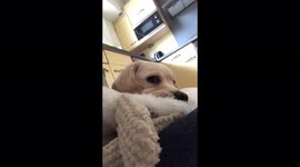 Labrador puppy named Milo loves nothing more than squeaking his toy
