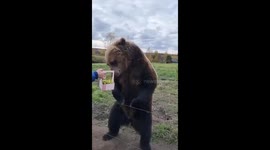 Rescued bear in Russia stands on hind legs as it collects basket of fruit treats