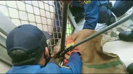 Indonesian firefighters rescue stray cat with head stuck in iron door