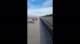 Come take run with a basset hound in slow motion. You will be glad you did