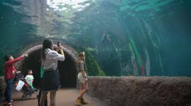 Meet River Safari's Otterly-Adorable Giant River Otters