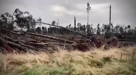 Thousands of trees some estimated to be hundred of years old destroyed by Storm Arwen on Anglo-Scottish border
