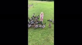 Hungry ducks