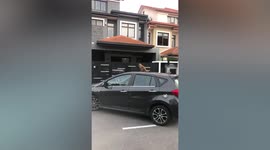 Unbothered cat sits on roof of moving car while owner drives away
