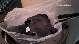 Dead dog found in bin at US airport after apparently suffocating in passenger's bag
