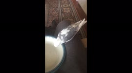 Budgie bird  steals   Crumbs  From plate