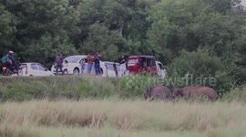 Passers-by turn paparazzi upon spotting elephants in Sri Lanka