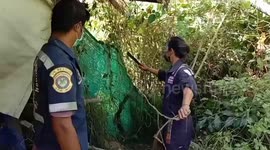 Python tangled up in fence rescued in Thailand