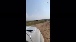 'Flashy ostrich flexes his dance moves while mating in game reserve  
'