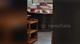 Mouse spotted 'drinking' hotpot sauce at restaurant in eastern China