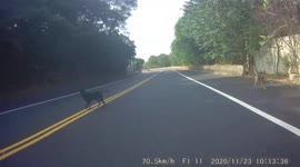 WTF MOMENT: Moped rider almost crashes into wandering animals (Dashcam Video)