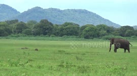 Curious elephant chases fox around forest clearing in Sri Lanka