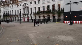 Strange Looking Dog In London