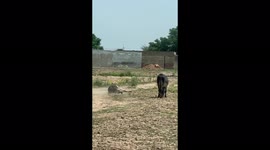 Donkey enjoying on land