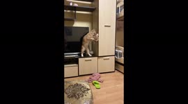 Cat burglar: Russian cat 'steals' everything from closet in funny clip