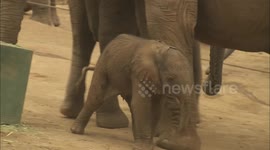 See a Newborn Elephant Calf Take His First Awkward Steps in the World