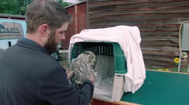 Touching story of Montana birds with damaged wings are saved