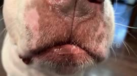 Adorable Purebred Pit Bull Consumes Delicious Peanut Butter!