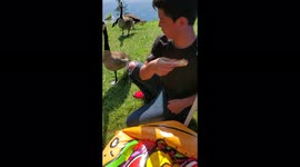 Unexpected theft of pizza by hungry goose