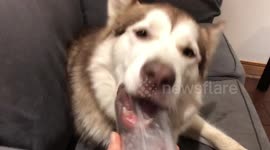 My Alaskan Malamute Fish has a very long tounge that can lick the very last drop of my smoothie