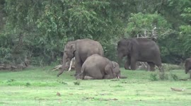 Elephant has awkward time trying to sit while grazing with herd in Sri Lanka
