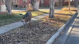 A lost deer walks through the streets of San Luis Valley, US