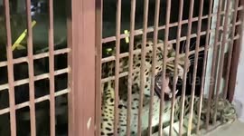 Leopard attacks student while he enters class, rescued by officials in northern India