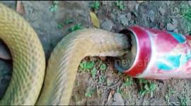 Rescuers save deadly cobra with head trapped inside discarded beer can in India