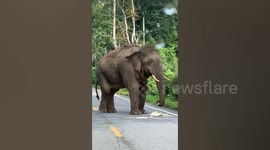 Greedy wild elephant that smashed through kitchen wall now stops passing pick-up truck to steal food