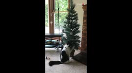 Curious cat almost makes a mess while checking out Christmas tree