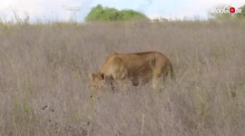 'Lioness and cubs enjoy a 'DAZZLING' Sunday lunch in the wild'