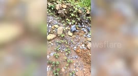 Clingy baby monkey won’t let go of human friend in Laos