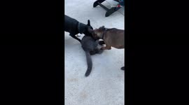 'Playful dogs team up to wrestle against cat '