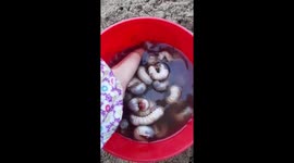 Vietnamese Local people dig up the ground to catch earthworms to make special dishes into special dishes