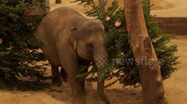 Hilarious moment elephants 'un-decorate' Christmas tree in enclosure