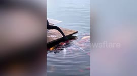 Black swan spotted 'feeding' koi in lake