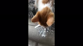 Rescued kitten steals tinsel while his foster mom decorates the Christmas tree!