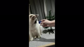 Adorable rescued kitty isn’t sure how to decorate his Christmas tree
