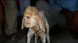 Goat born prematurely has one eye after organs couldn't develop properly