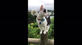 Rescued cat in South Africa makes a wish on a dandelion in his garden
