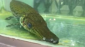 Invasive fish typically located in North America is found in central India